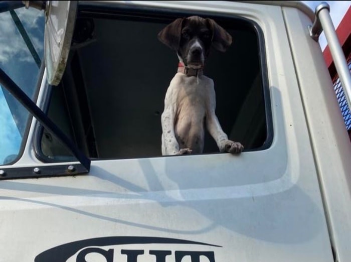 Hazel the SHT Construction mascot